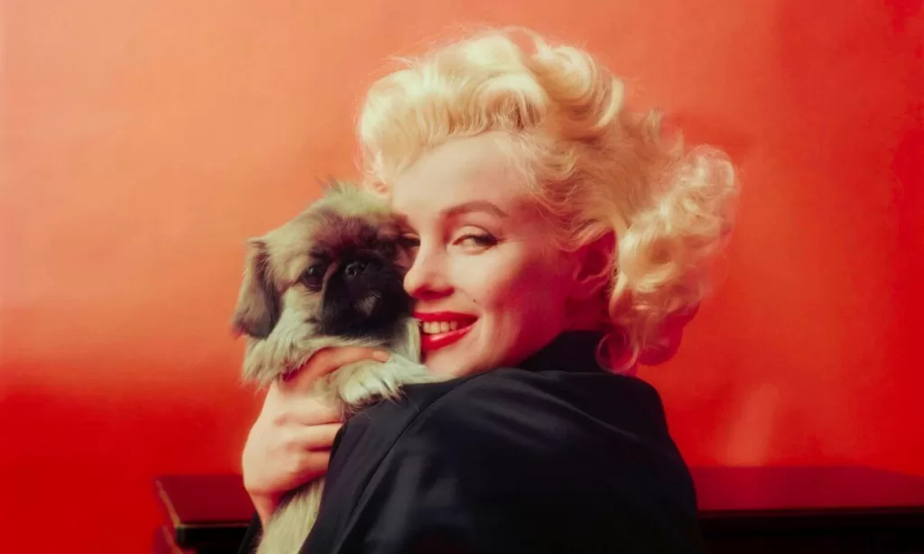 25 Quotes Of Marilyn Monroe To Empower You 3 Marilyn Monroe 5